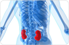 Supplements for Kidney Health